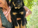 Chiots type Golden Retriever x Berger de Savoie – recherche familles responsables ❤️