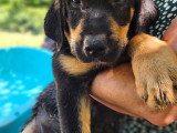 Chiots type Golden Retriever x Berger de Savoie – recherche familles responsables ❤️