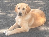 Chiots type Golden Retriever x Berger de Savoie – recherche familles responsables ❤️