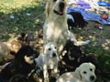 Chiots type Golden Retriever x Berger de Savoie – recherche familles responsables ❤️