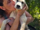 Chiots type Golden Retriever x Berger de Savoie – recherche familles responsables ❤️