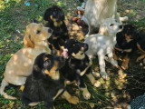 Chiots type Golden Retriever x Berger de Savoie – recherche familles responsables ❤️