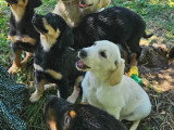 Chiots type Golden Retriever x Berger de Savoie – recherche familles responsables ❤️