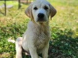 Chiots type Golden Retriever x Berger de Savoie – recherche familles responsables ❤️