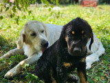Chiots type Golden Retriever x Berger de Savoie – recherche familles responsables ❤️