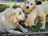Chiots type Golden Retriever x Berger de Savoie – recherche familles responsables ❤️