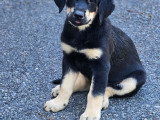Chiots type Golden Retriever x Berger de Savoie – recherche familles responsables ❤️