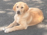 Chiots type Golden Retriever x Berger de Savoie – recherche familles responsables ❤️