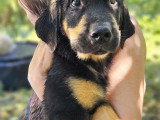 Chiots type Golden Retriever x Berger de Savoie – recherche familles responsables ❤️