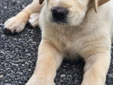 Chiots type Golden Retriever x Berger de Savoie – recherche familles responsables ❤️