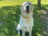 Chiots type Golden Retriever x Berger de Savoie – recherche familles responsables ❤️