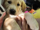 Chiots type Golden Retriever x Berger de Savoie – recherche familles responsables ❤️