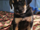 Chiots type Golden Retriever x Berger de Savoie – recherche familles responsables ❤️