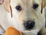 Chiots type Golden Retriever x Berger de Savoie – recherche familles responsables ❤️