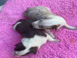 2 petits males Border Collie