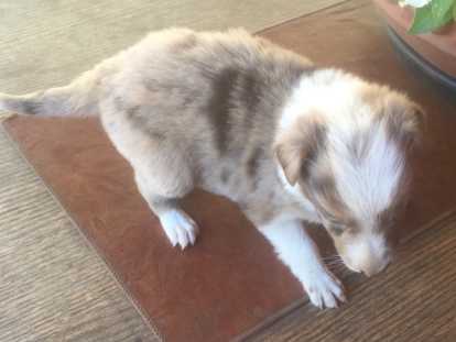 Border Collie femelle