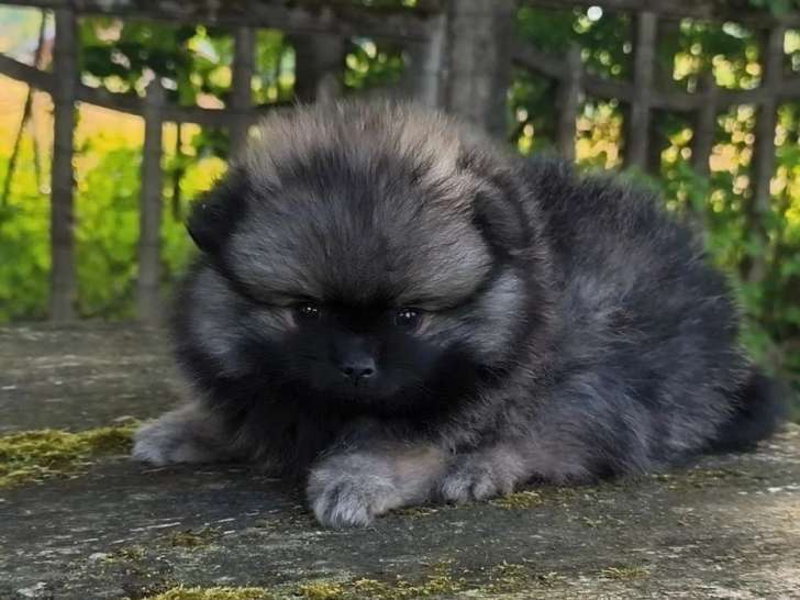 1 chiot femelle Spitz sable charbonné d'avril 2026 à réserver non LOF