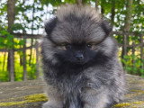1 chiot femelle Spitz sable charbonné d'avril 2026 à réserver non LOF