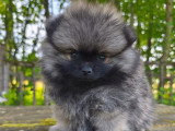 1 chiot femelle Spitz sable charbonné d'avril 2026 à réserver non LOF