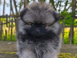 1 chiot femelle Spitz sable charbonné d'avril 2026 à réserver non LOF