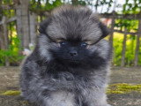 1 chiot femelle Spitz sable charbonné d'avril 2026 à réserver non LOF