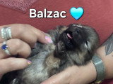 Chiots Spitz Allemand à vendre (2 femelles & 2 mâles)