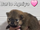 Chiots Spitz Allemand à vendre (2 femelles & 2 mâles)