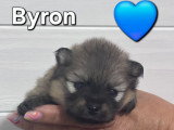 Chiots Spitz Allemand à vendre (2 femelles & 2 mâles)