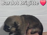Chiots Spitz Allemand à vendre (2 femelles & 2 mâles)