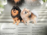 Chiots Spitz Allemand à vendre (2 femelles & 2 mâles)