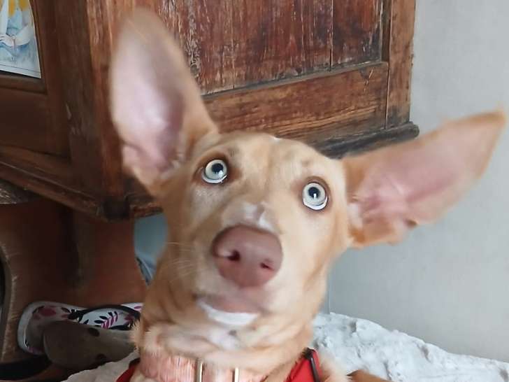 Maggie, magnifique chiot Podenca aux yeux azur à adopter en association