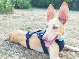 Maggie, magnifique chiot Podenca aux yeux azur à adopter en association