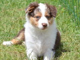 Chiot femelle Border Collie de troupeau LOF à vendre
