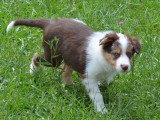 Chiot femelle Border Collie de troupeau LOF à vendre