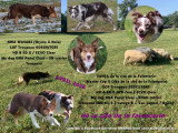 Chiot femelle Border Collie de troupeau LOF à vendre