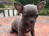 2 chiots Chihuahua poil court nés en avril 2026 non LOF à vendre