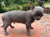 2 chiots Chihuahua poil court nés en avril 2026 non LOF à vendre