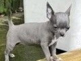 2 chiots Chihuahua poil court nés en avril 2026 non LOF à vendre