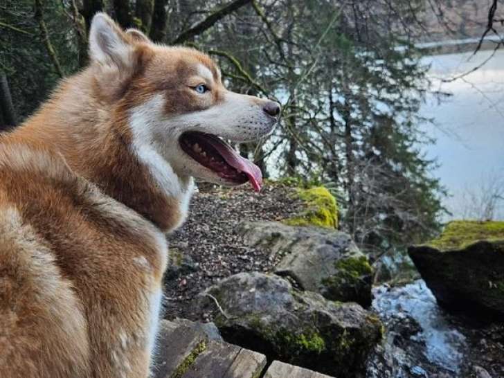 Husky de Sibérie mâle marron et blanc LOF disponible pour saillie