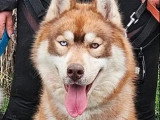 Husky de Sibérie mâle marron et blanc LOF disponible pour saillie