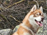 Husky de Sibérie mâle marron et blanc LOF disponible pour saillie
