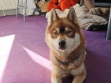 Husky de Sibérie mâle marron et blanc LOF disponible pour saillie