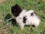 3 chiots Spitz Nain non LOF à réserver nés en avril 2026
