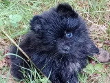 3 chiots Spitz Nain non LOF à réserver nés en avril 2026