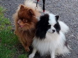 3 chiots Spitz Nain non LOF à réserver nés en avril 2026