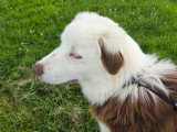 Chiot Berger Australien à vendre
