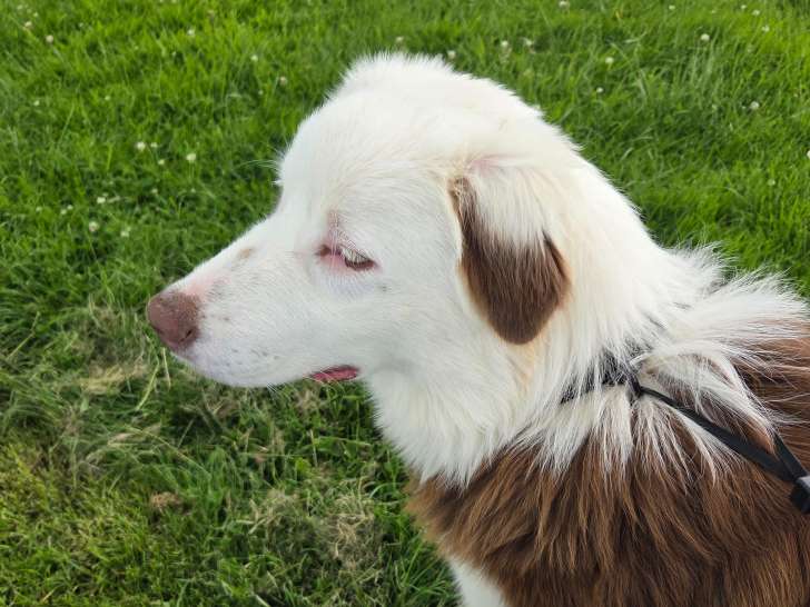 Chiot Berger Australien à vendre