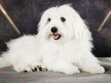 Adorable mâle Coton de Tulear LOF disponible pour saille