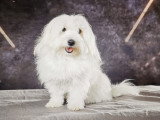 Adorable mâle Coton de Tulear LOF disponible pour saille
