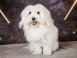 Adorable mâle Coton de Tulear LOF disponible pour saille